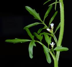 Cardamine flexuosa. Upper cauline leaves.
 Image: P.B. Heenan © Landcare Research 2019 CC BY 3.0 NZ